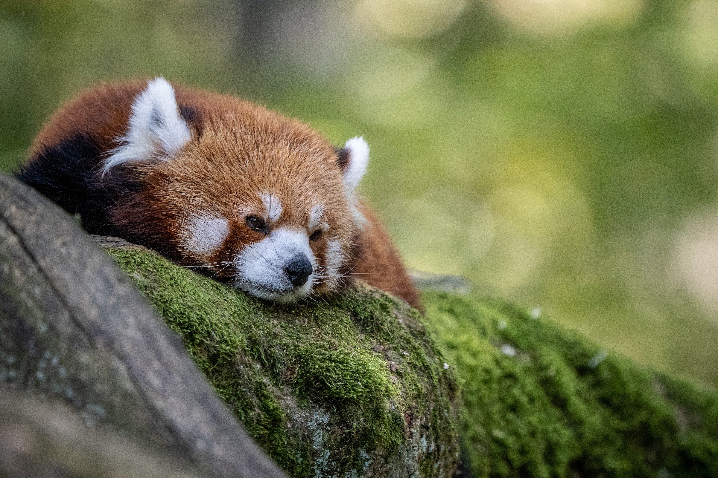 Parc animalier de Sainte‑Croix